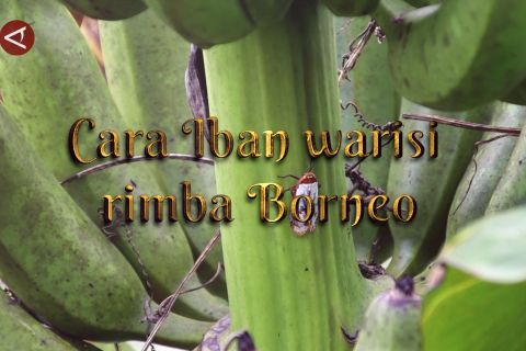 Cara Iban warisi Rimba Borneo bagian 3