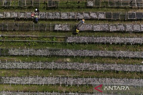 Ikan teri dari Desa Saramake tembus pasar ekspor China