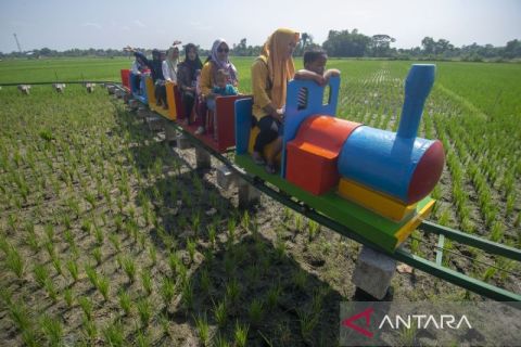 Wisata kereta sawah di Klaten
