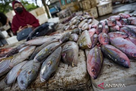 produksi perikanan tangkap di NTB mencapai 185.518 ton per tahun