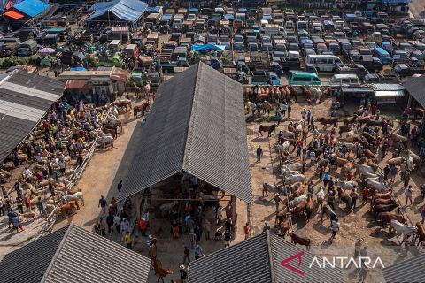 Menurut Lembaga Riset IDEAS potensi ekonomi kurban Indonesia pada Idul Adha 1445 Hijriah mencapai sekitar Rp28,2 triliun