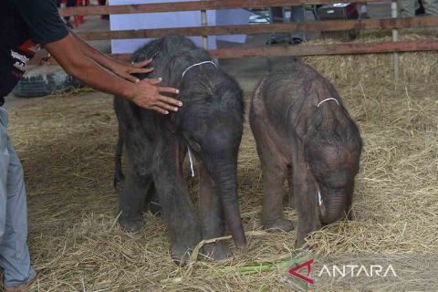 Kelahiran gajah kembar di Thailand