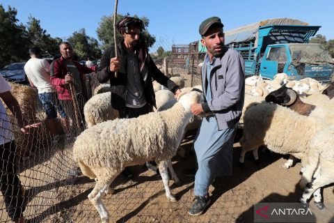 Keramaian pasar ternak di Aljazair jelang hari raya Idul Adha