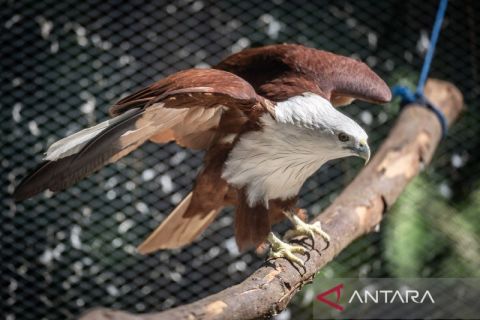 Rehabilitasi elang bondol di kawasan Konservasi Taman Nasional Kepulauan Seribu
