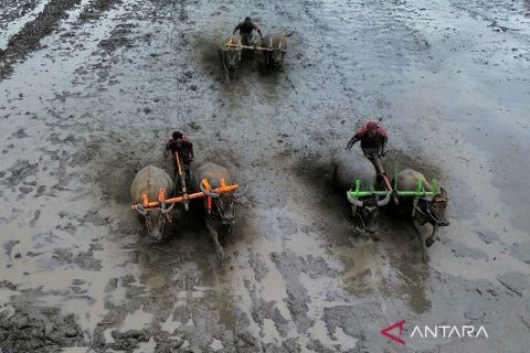 Awal musim tanam disambut dengan tradisi karapan kerbau