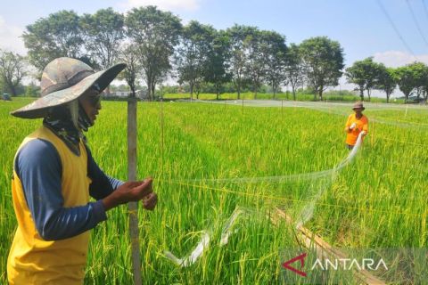 Petani pasang jaring untuk halau hama burung
