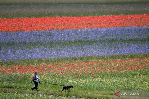 Warna-warni bunga bermekaran di taman Castelluccio Perugia
