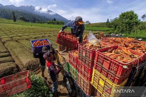 Produksi sayuran tahun 2023 tercatat menurun 4,34 persen