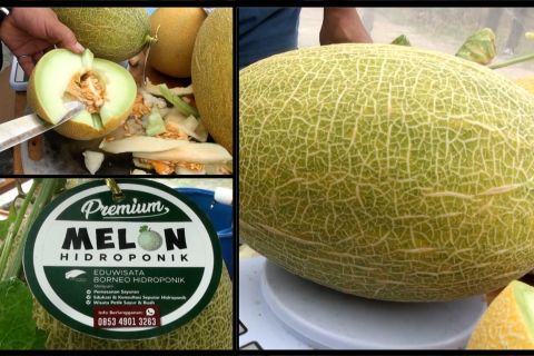 Menyulap pekarangan jadi lahan budi daya melon hidrponik