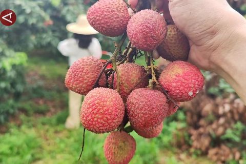 Kekinian, petani di Zhengcheng jualan lici melalui "live streaming"