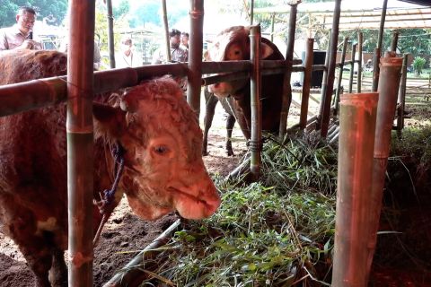 Cara Kementan hadirkan kurban yang aman dan sehat di Bogor