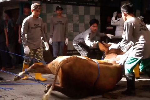 Dosen Peternakan UGM bagikan saran aman saat robohkan sapi kurban