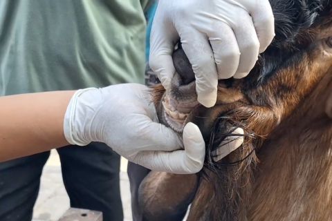 DPP Ngawi pastikan kesehatan hewan kurban sebelum diperdagangkan