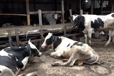 Eco Qurban, solusi mengelola limbah kurban tanpa masalah lingkungan