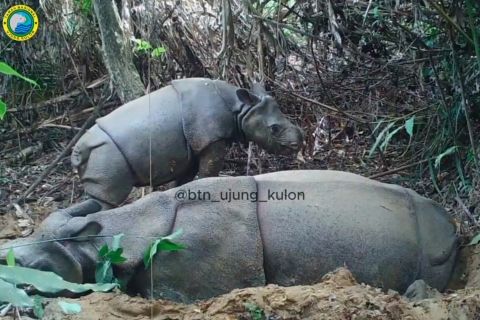 Menteri LHK perkirakan badak Jawa di Indonesia masih 80-an ekor