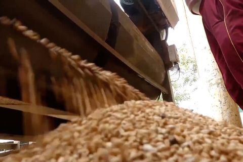 Pemerintah India berlakukan pembatasan stok gandum hingga Maret 2025