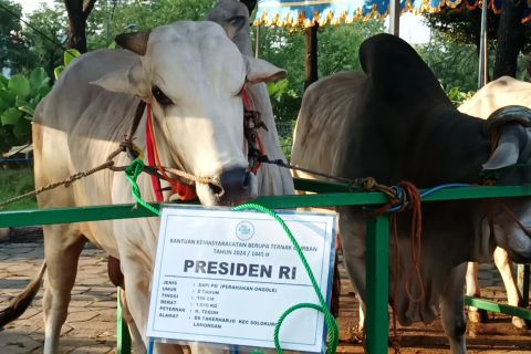 Pemrov Jatim serahkan sapi Jokowi berbobot 1,01 ton ke Masjid Al-Akbar
