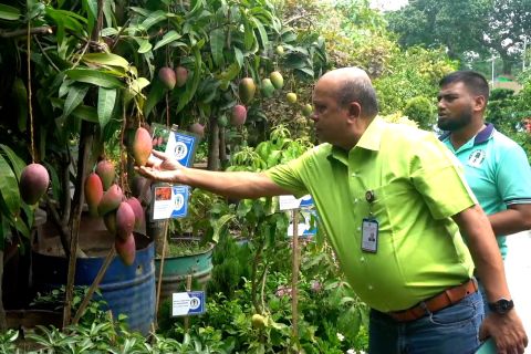 PM Bangladesh targetkan tanam 80 juta lebih bibit pohon