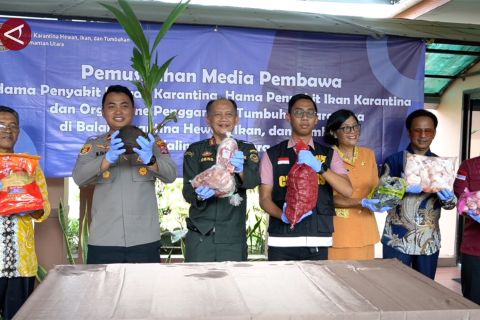 Balai Karantina Kaltara musnahkan 349,47 kg pembawa hama dan penyakit