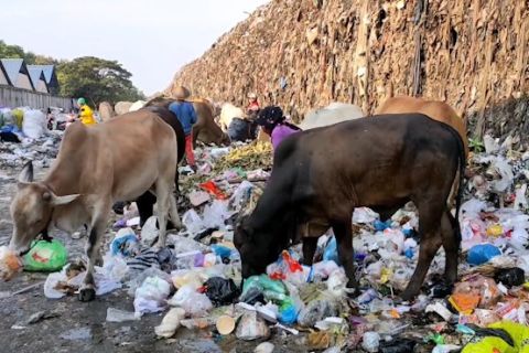 Dispertan KPP Solo sebut daging sapi pemakan sampah mengandung timbal