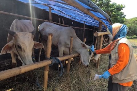 DKPP Bogor pastikan hewan kurban yang dijual miliki dokumen lengkap