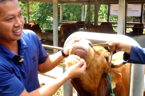 Memilih sapi kurban sehat agar sesuai dengan syariat Islam