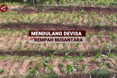 Mendulang devisa dari rempah Nusantara bagian 3