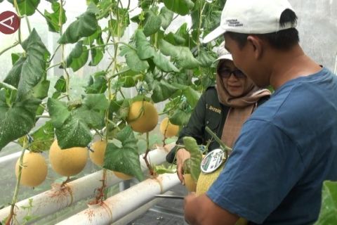 Pemkot Palangka Raya panen 3 komoditas pangan di lahan percontohan