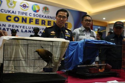 Bea cukai Bandara Soetta amankan aktor Bollywood penyelundup satwa langka