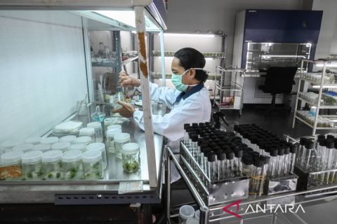 Melihat laboratorium pengembangan kultur jaringan di Distamhut Jakarta