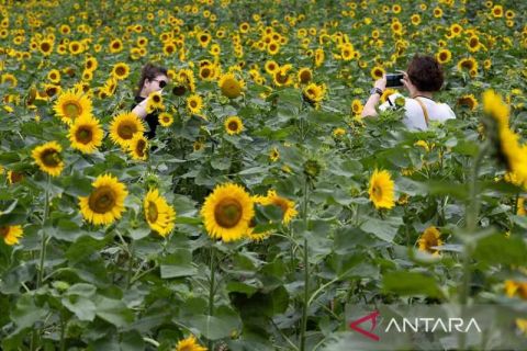 Festival Bunga Matahari Taebaek ke-20 di Korea Selatan