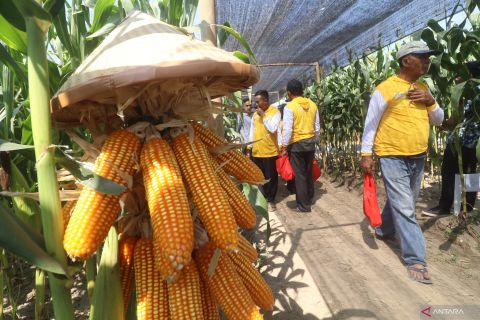 Exhibition of superior corn varieties