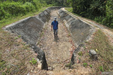 Bendungan bocor, ratusan hektare sawah terdampak