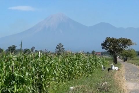 Status Gunung Semeru turun, BPBD Lumajang imbau warga tetap waspada