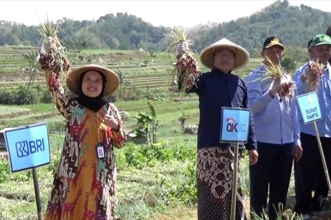 Demi ekonomi inklusif, petani bawang diperkenalkan transaksi nontunai