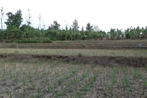 Kemarau Pemkab Ngawi tambah jaringan air bersih di daerah rawan
