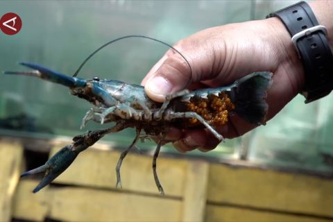 KKP catat PNBP dari budidaya lobster capai Rp3,6 miliar