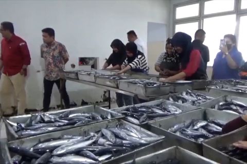  Perdagangan sektor perikanan surplus 2,49 miliar dolar AS