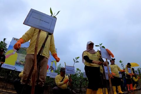 Lahan kritis capai 76 ribu ha, DLH Kalsel gencarkan tanam mangrove