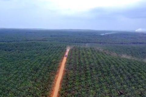 Kaltim rekomendasikan cabut izin lahan perkebunan yang belum optimal
