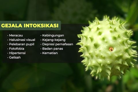 Psikiater Adiksi paparkan bahaya tanaman kecubung