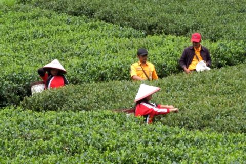 Mengasah kemampuan karyawan PTPN agar bekerja profesional dan amanah
