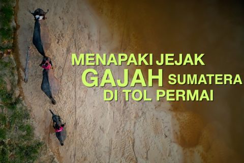Menapaki jejak gajah Sumatera di Tol Permai (bagian 1)