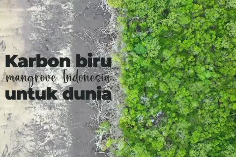 Karbon biru mangrove Indonesia untuk dunia (bagian 1)