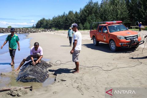 Hiu paus ditemukan terdampar dan mati di Pesisir Selatan Sumbar