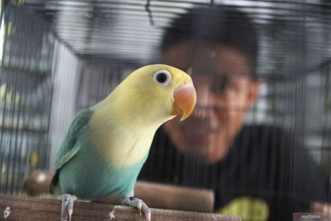 Aliran rupiah dari saling silang burung cinta