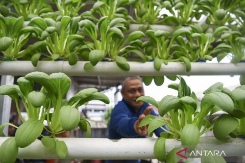 Budi daya sayur hidroponik di Samarinda