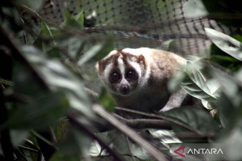 Javanese slow lorises released to the wildlife