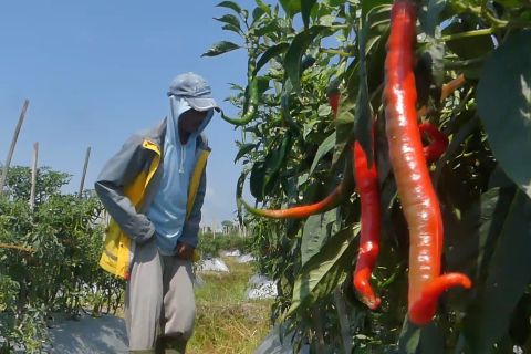 Harga cabai di tingkat petani Temanggung berangsur naik