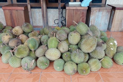 Hasilkan 113.651 kuintal, Kalteng serius kembangkan durian lokal